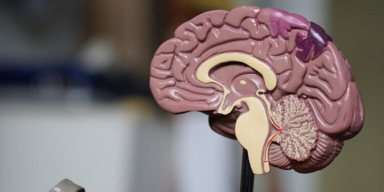 AI analyzing ECG for heart disease detection