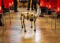 NVIDIA Showcases Project GROOT for Robotic Intelligence — Photo by Vladimir Srajber on Pexels