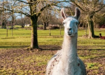Meta Introduces Llama 3 for Open Source AI Research — Photo by superphoto.be on Pexels