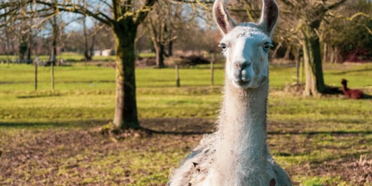 Meta Introduces Llama 3 for Open Source AI Research — Photo by superphoto.be on Pexels
