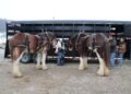 AI Takes the Field: Strikes, Horses, and the NBA Draft — Photo by Keith Cassill on Pexels