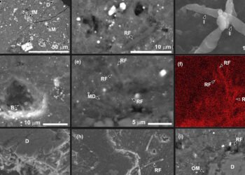 Asteroid Ryugu samples contain alien microbes but they are not what you think
