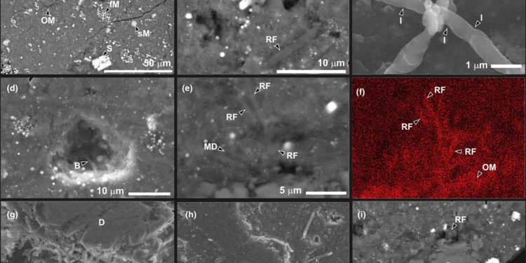 Asteroid Ryugu samples contain alien microbes but they are not what you think