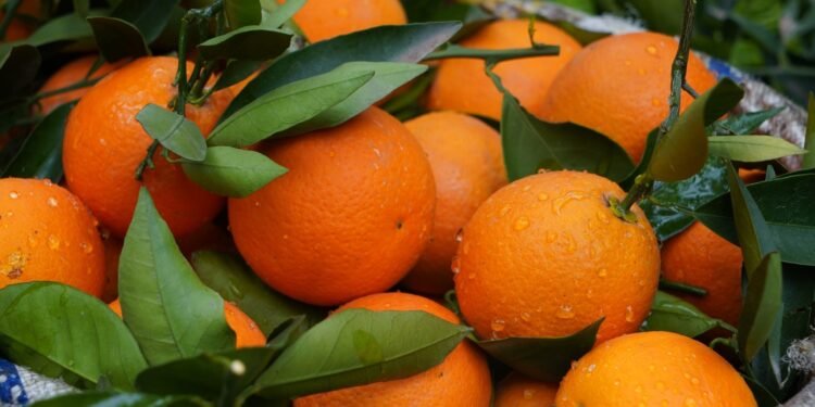 Adecco recruits 150 citrus season workers in Museros, Valencia