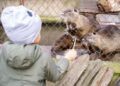 Diergaarde Blijdorp: Visiting Rotterdam Zoo with Kids