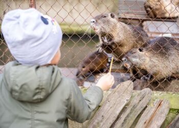 Diergaarde Blijdorp: Visiting Rotterdam Zoo with Kids