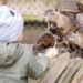Diergaarde Blijdorp: Visiting Rotterdam Zoo with Kids