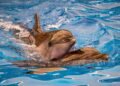 Dutch cabinet plans to phase out dolphins at the Dolfinarium