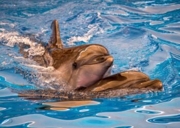 Dutch cabinet plans to phase out dolphins at the Dolfinarium