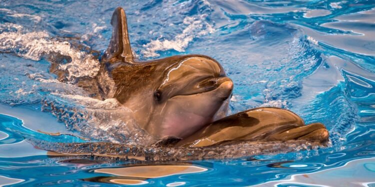 Dutch cabinet plans to phase out dolphins at the Dolfinarium