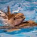 Dutch cabinet plans to phase out dolphins at the Dolfinarium