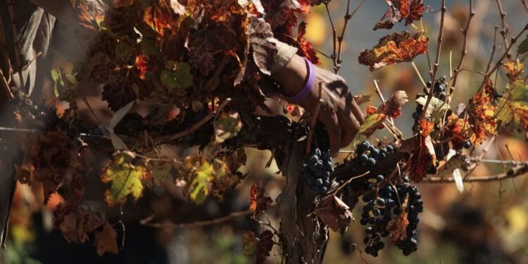 German wine harvest expected 20% below average after drought