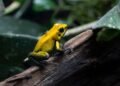 Manchester Museum for Children: Vivarium Frogs and Dinosaur Fossils