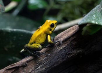 Manchester Museum for Children: Vivarium Frogs and Dinosaur Fossils