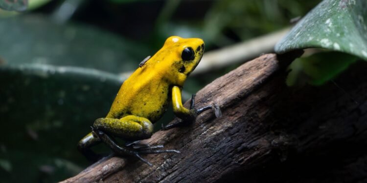 Manchester Museum for Children: Vivarium Frogs and Dinosaur Fossils