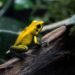 Manchester Museum for Children: Vivarium Frogs and Dinosaur Fossils